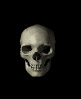 skull.jpg (3670 bytes)